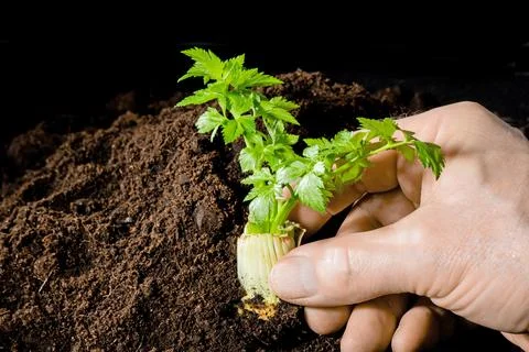 A young sprout of celery in the spring the hand plants in the fertile ground Stock Photos