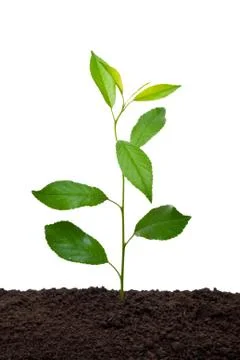 Young sprout cherry Stock Photos