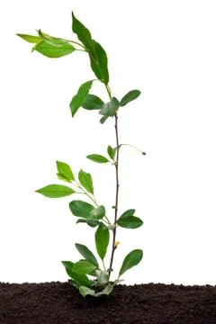 Young sprout cherry Stock Photos