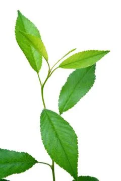 Young sprout cherry Stock Photos