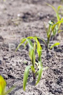 Young sprout of corn Stock Photos