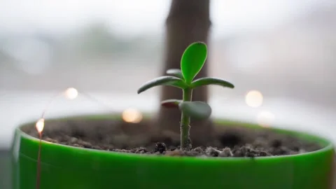 Young sprout of Crassula close-up grows in a season pot on a windowsill Stock Footage 170256130