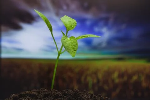 Young sprout on the field background Stock Photos
