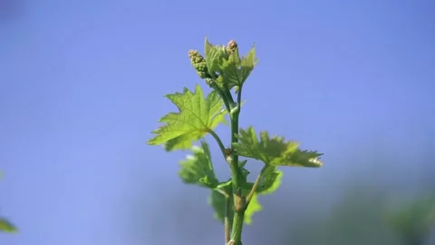 Young sprout grape leaf against the sky Stock Footage 195300090
