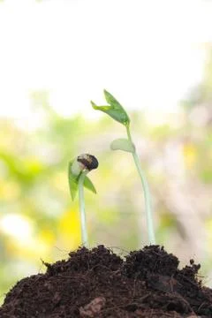 Young sprout on green background. Stock Photos