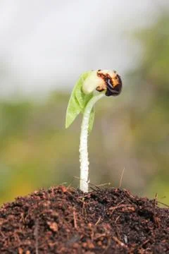 Young sprout on green background. Stock Photos