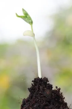 Young sprout on green background. Stock Photos