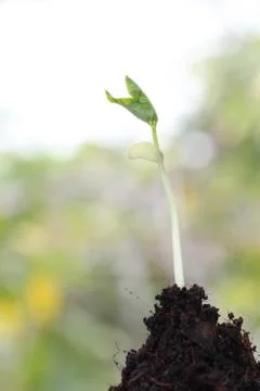 Young sprout on green background. Stock Photos