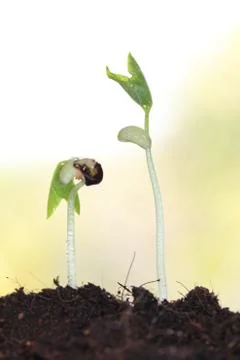 Young sprout on green background. Stock Photos