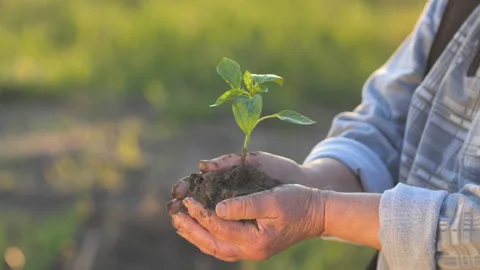 Young sprout in the hands of an elderly farmer. Stock Footage 130751648