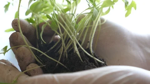 Young sprout in the hands of a farmer. tomato seedlings close-up. in laboratory 스톡 동영상 128181724