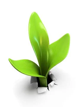 Young sprout isolated on white background Stock Illustration