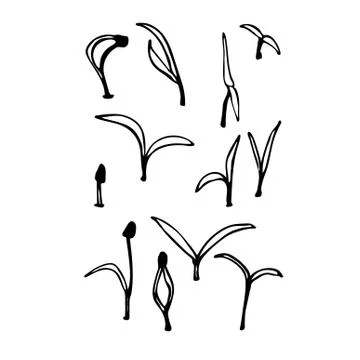 Young sprout microgreen isolated on white background. Hand drawn vector Stock Illustration