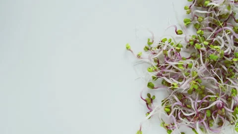 Young sprout microgreen on white background. Stock Footage 258580164