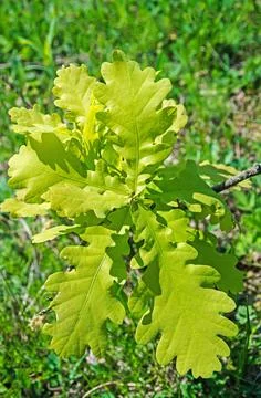 Young sprout of oak Stock Photos