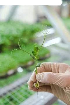 Young sprout of peas close up. Micro green cultivation, small business Stock Photos