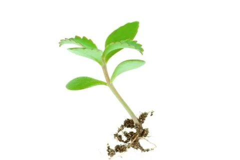 Young sprout Stock Photos