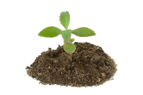 Young sprout Stock Photos