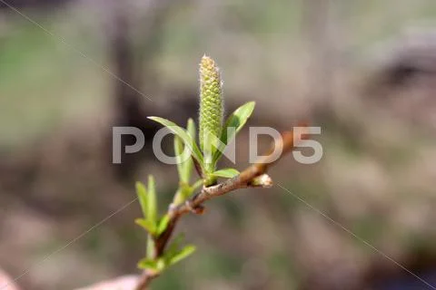 Young sprout Stock Photos