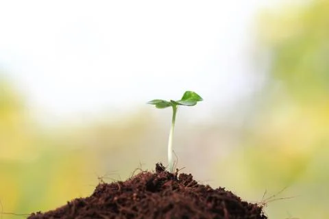 Young sprout Stock Photos