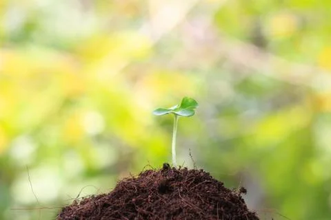 Young sprout Stock Photos