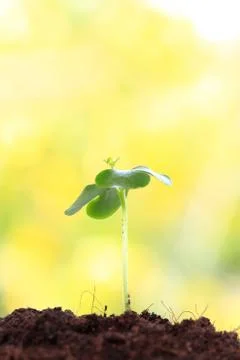 Young sprout Stock Photos