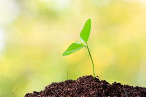 Young sprout Stock Photos