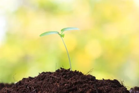 Young sprout Stock Photos