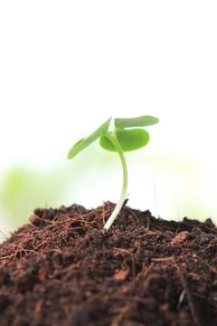 Young sprout Stock Photos