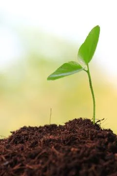 Young sprout Stock Photos