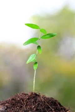 Young sprout Stock Photos