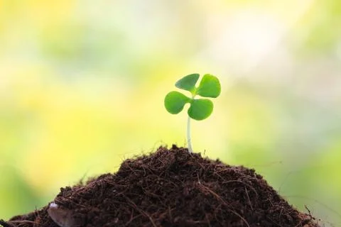 Young sprout Stock Photos