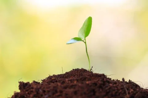 Young sprout Stock Photos