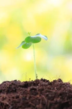 Young sprout Stock Photos