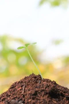 Young sprout Stock Photos