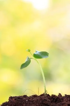 Young sprout Stock Photos