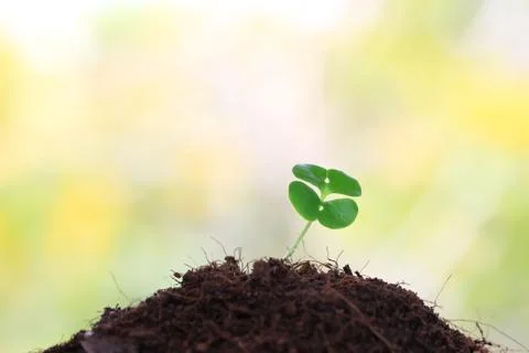 Young sprout Stock Photos