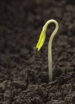 Young sprout Stock Photos