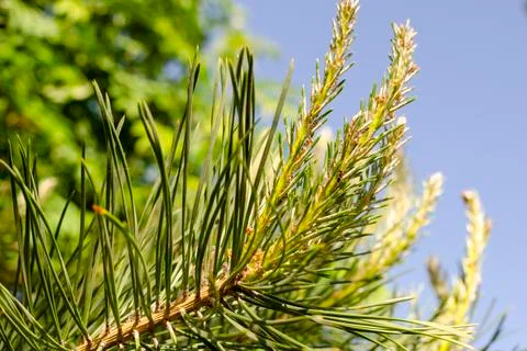 Young sprout on a pine branch Stock Photos