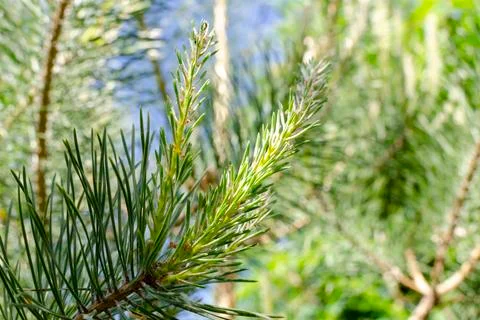 Young sprout on a pine branch Stock Photos