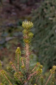A young sprout of a pine tree Stock Photos