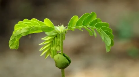 Young sprout plant is shaking Video stock 49092276