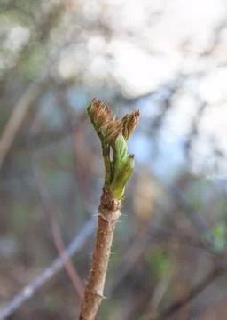 Young sprout in spring time Stock Photos