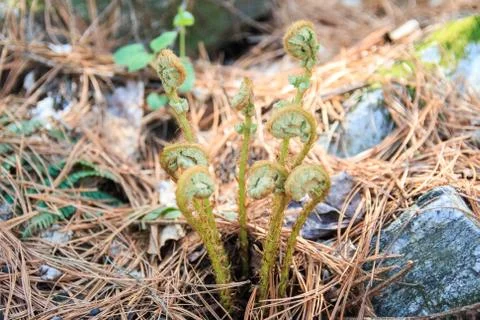 Young sprout in spring time Stock Photos