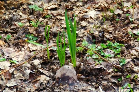 Young sprout in spring time Stock Photos