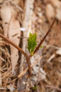 Young sprout in spring time Stock Photos