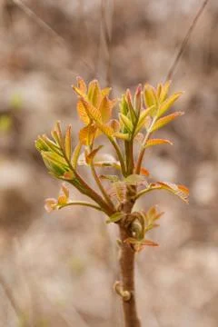 Young sprout in spring time Stock Photos