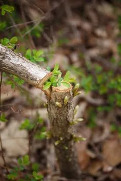 Young sprout in spring time Stock Photos