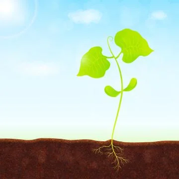 Young sprout in springtime closeup vector Stock Illustration