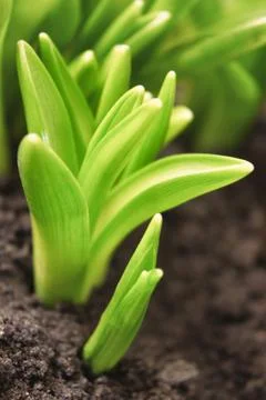 Young sprout in springtime. Stock Photos